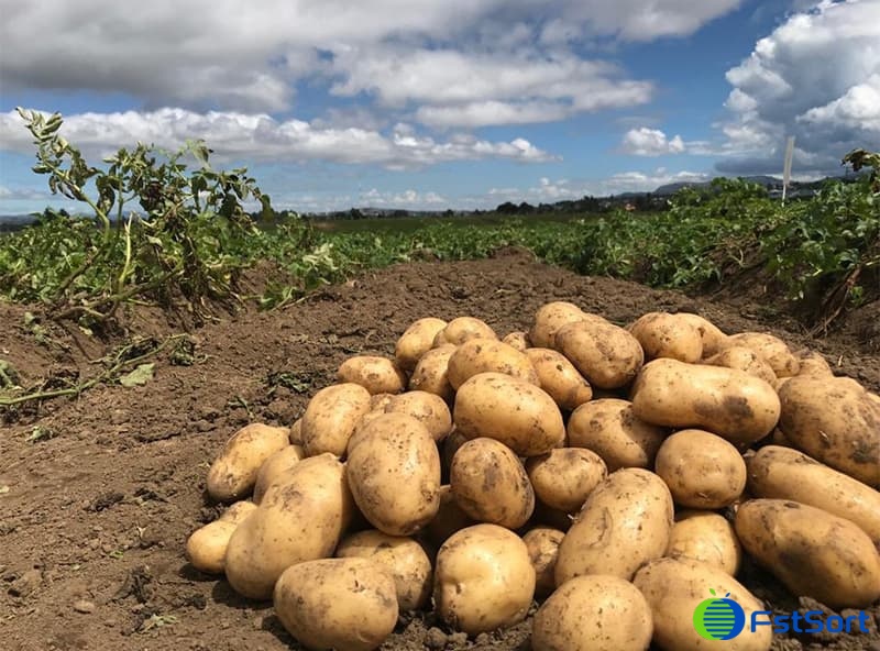 images/1685349036847potato grader.jpg